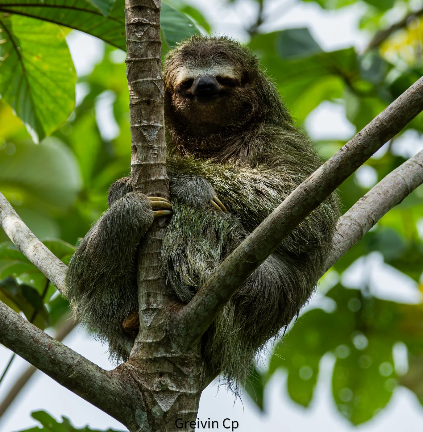 Fauna del Parque Nacional Corcovado, Costa Rica