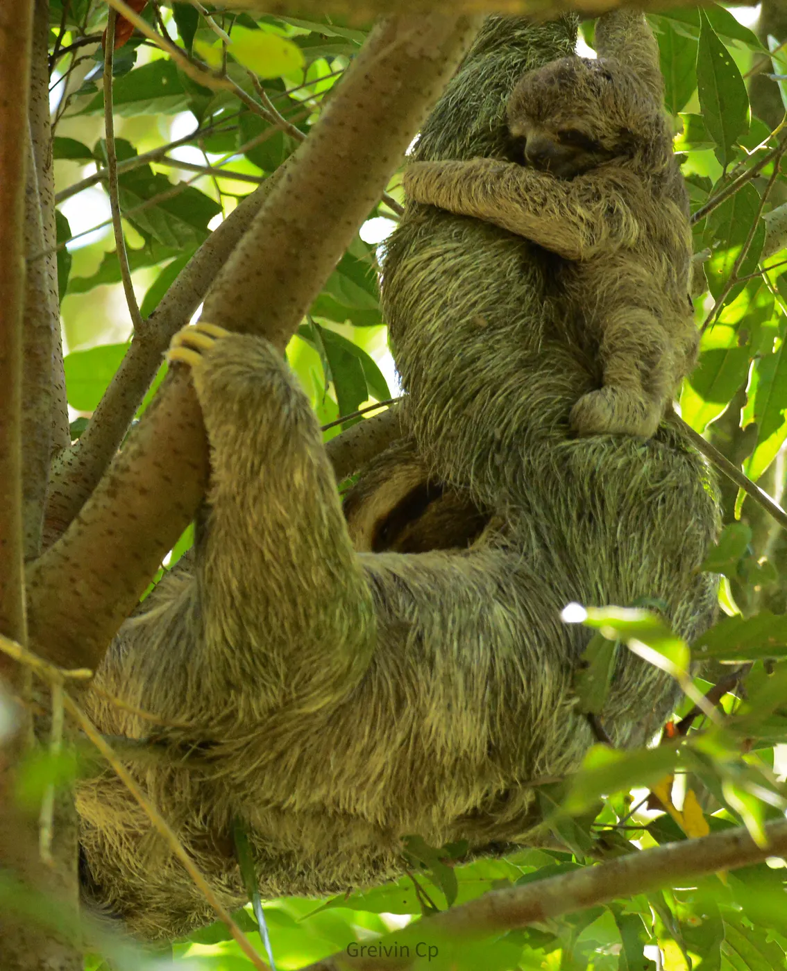Fauna del Parque Nacional Corcovado, Costa Rica