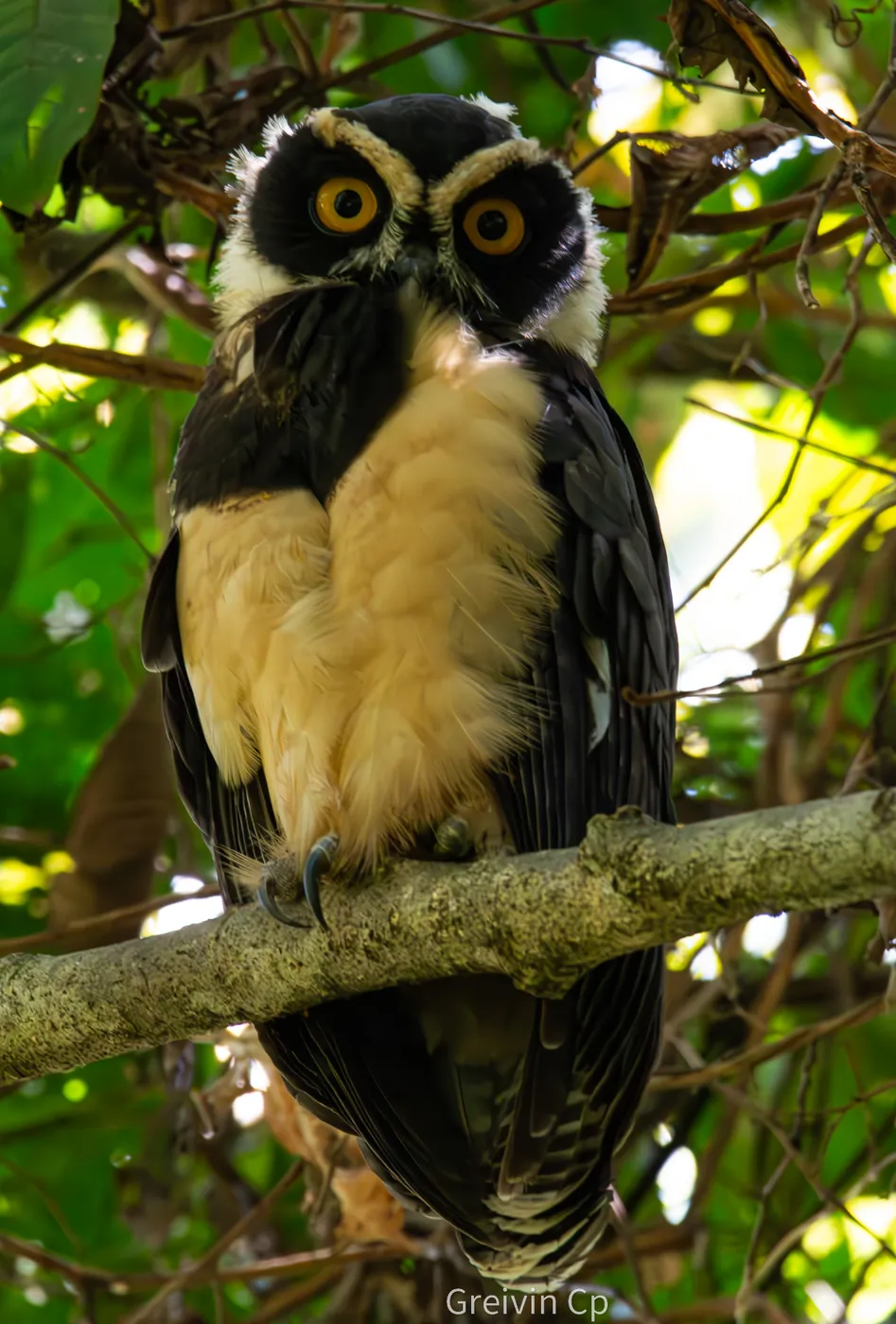 Fauna del Parque Nacional Corcovado, Costa Rica