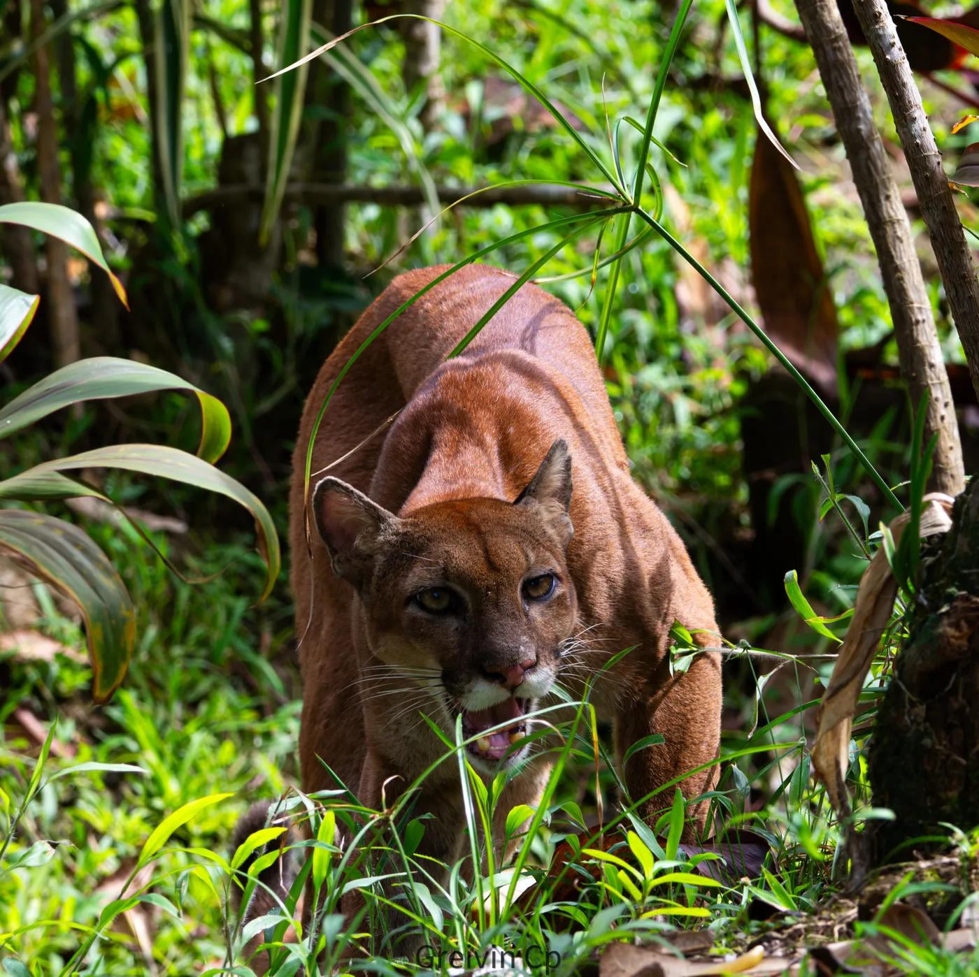 Parque Nacional Corcovado, biodiversidad