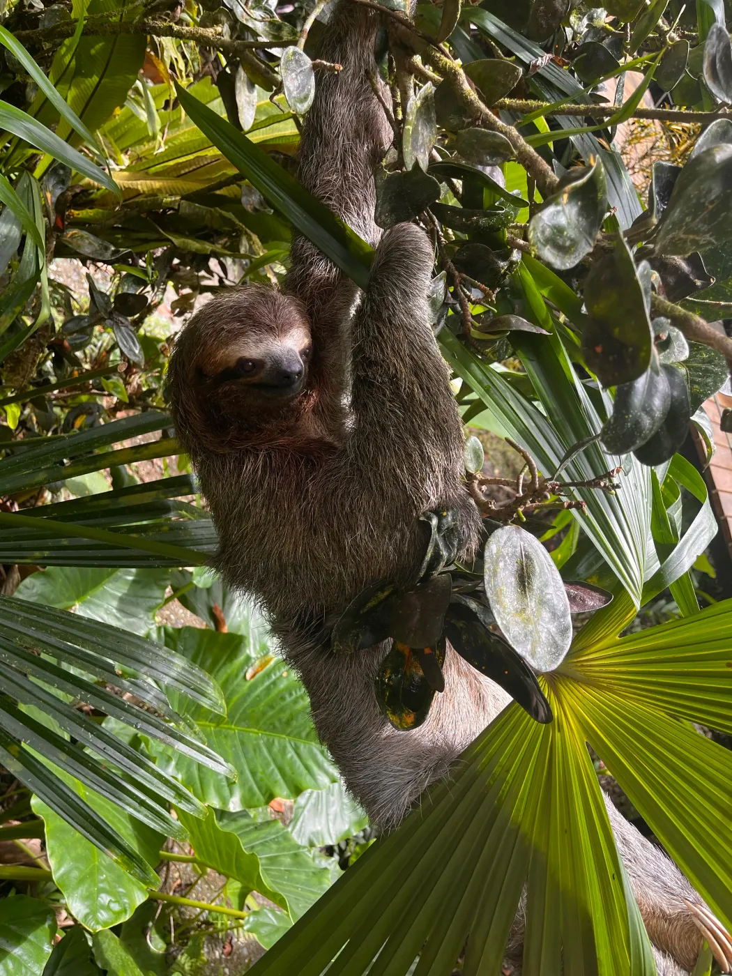 Fauna del Parque Nacional Corcovado, Costa Rica