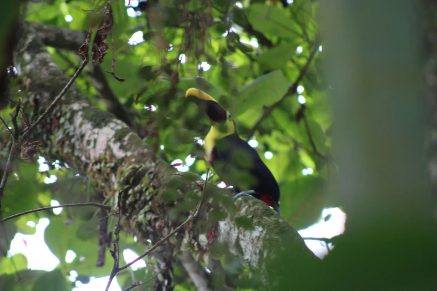 Fauna del Parque Nacional Corcovado, Costa Rica