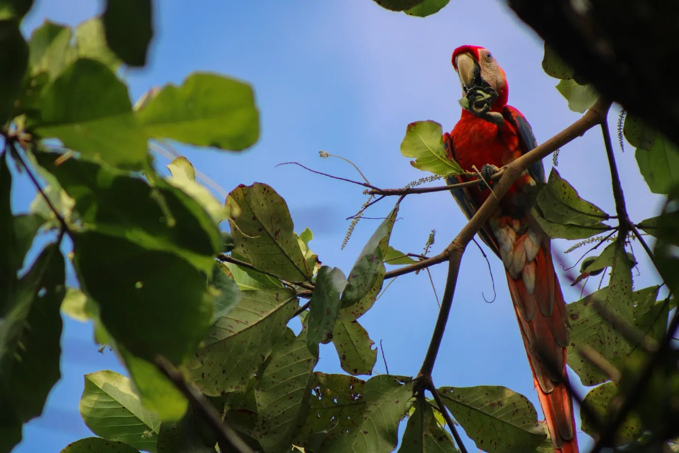Guacamaya roja en el Parque Nacional Corcovado