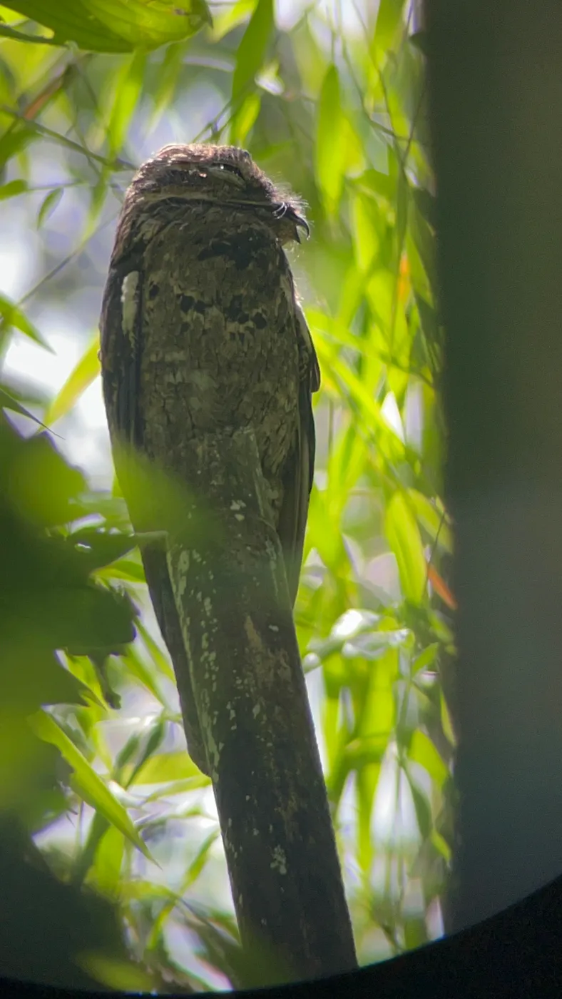 Fauna del Parque Nacional Corcovado, Costa Rica