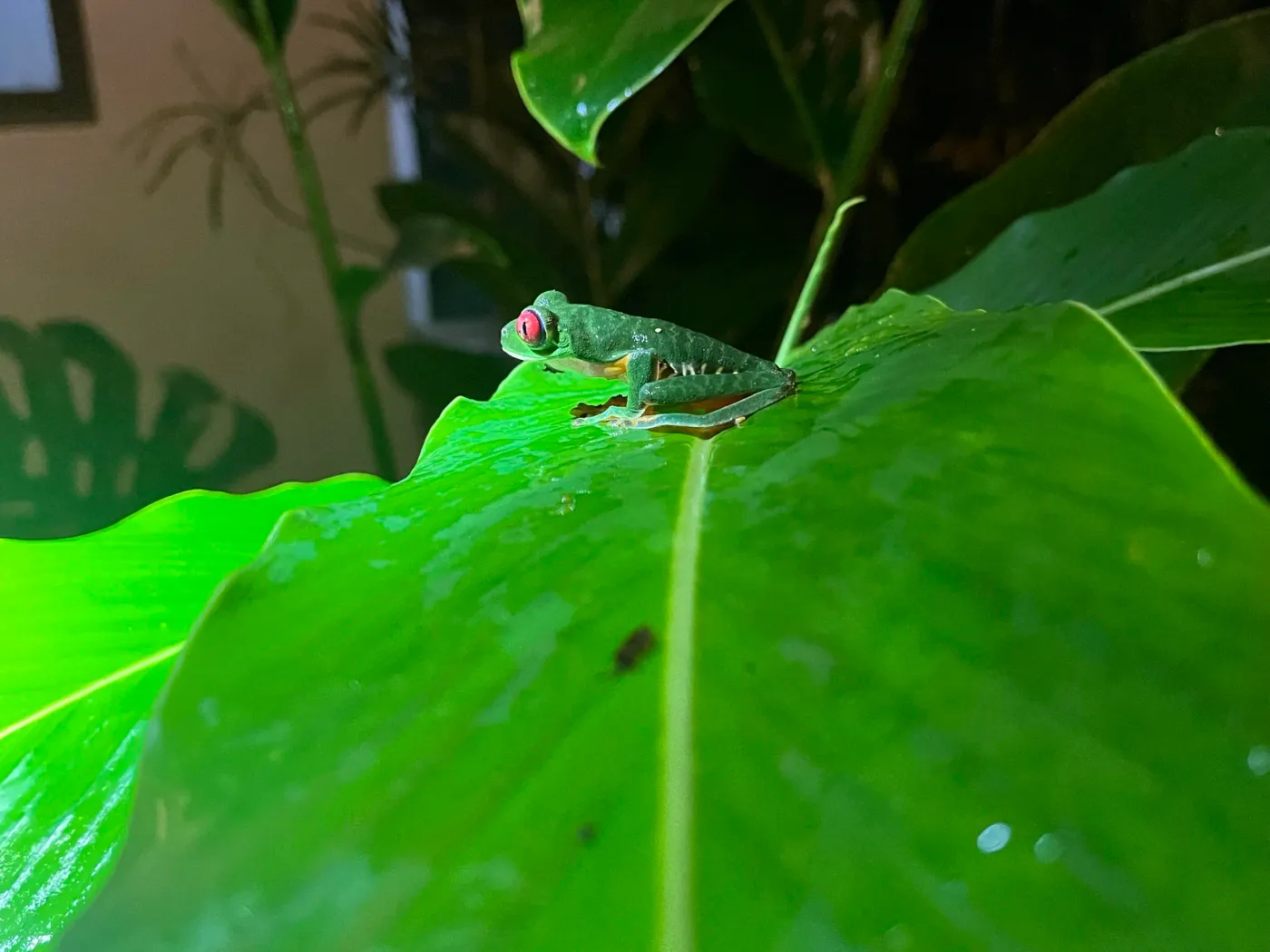 Fauna del Parque Nacional Corcovado, Costa Rica