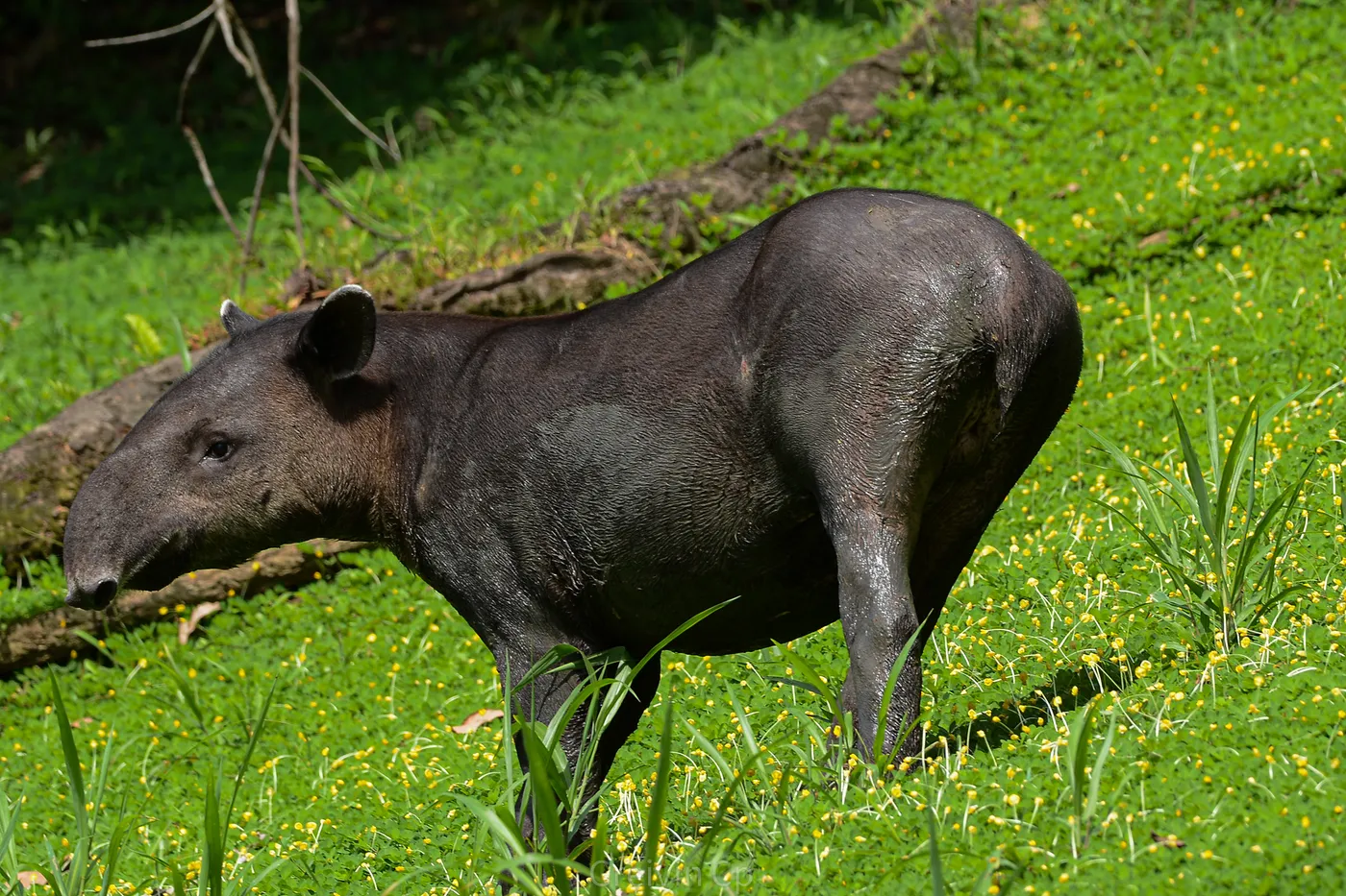 Tapir (danta) en un tour de fauna en Uvita, Costa Rica