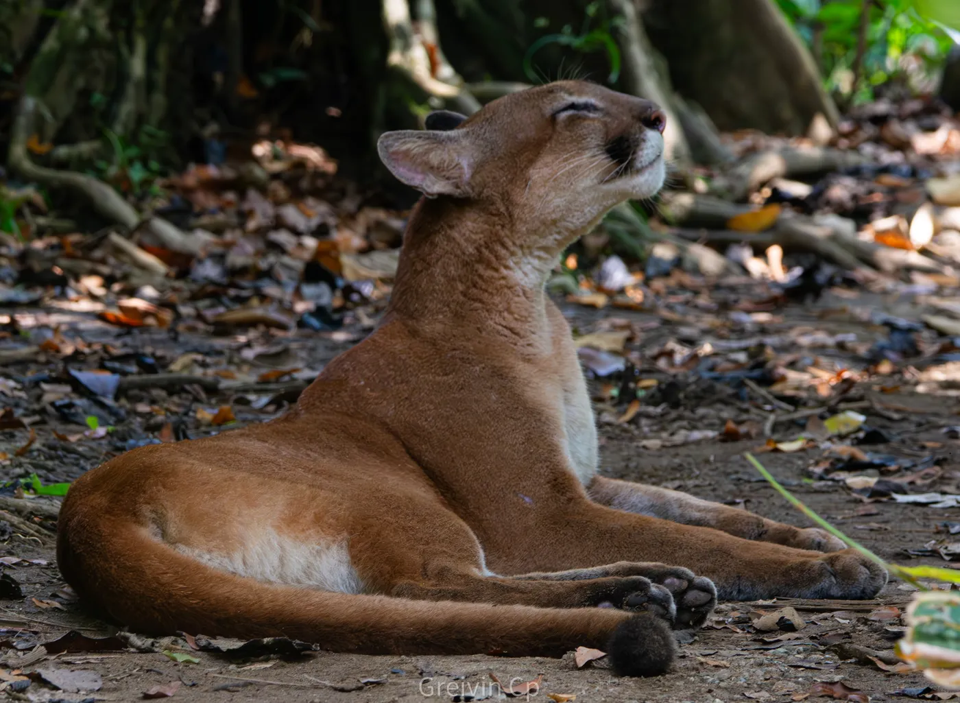 Fauna del Parque Nacional Corcovado, Costa Rica