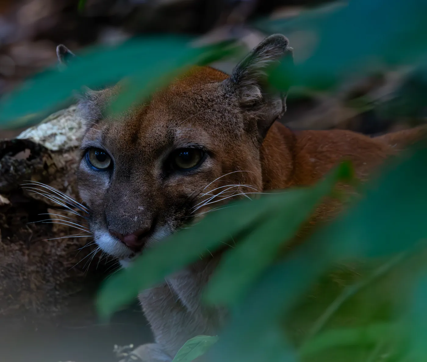 Fauna del Parque Nacional Corcovado, Costa Rica