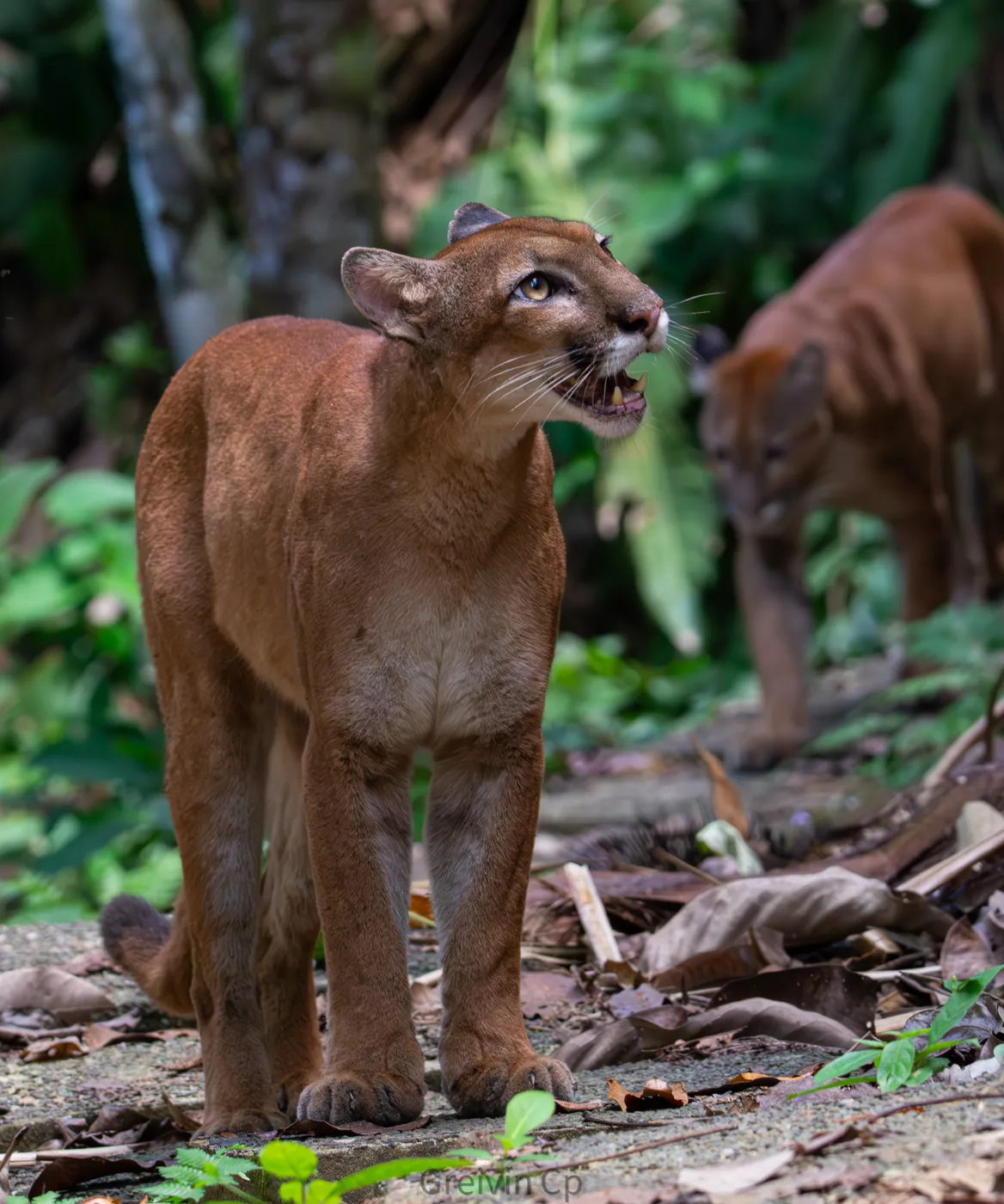 Fauna del Parque Nacional Corcovado, Costa Rica