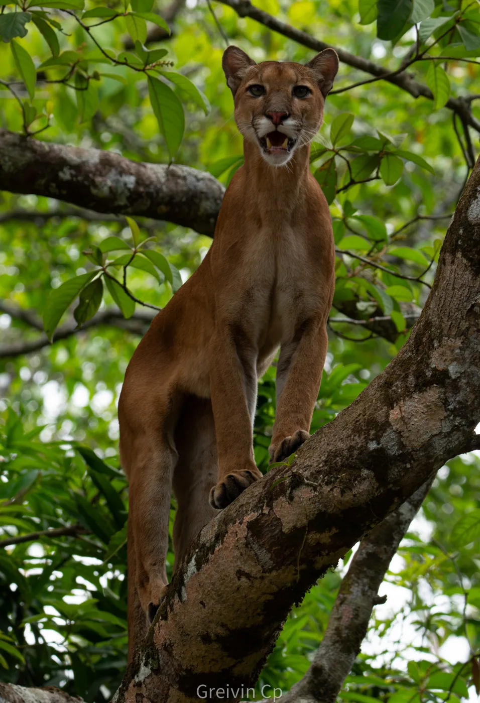 Fauna del Parque Nacional Corcovado, Costa Rica