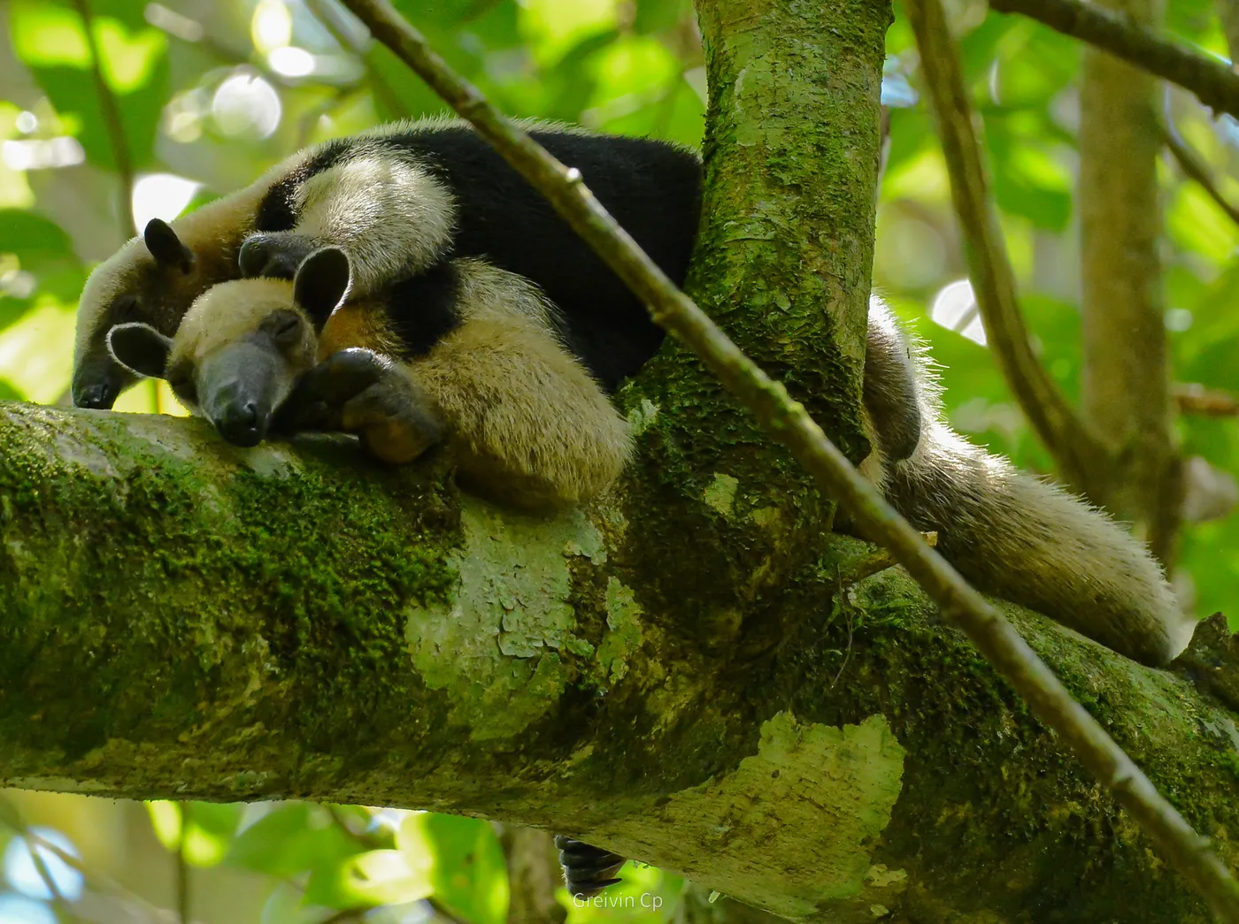Fauna del Parque Nacional Corcovado, Costa Rica