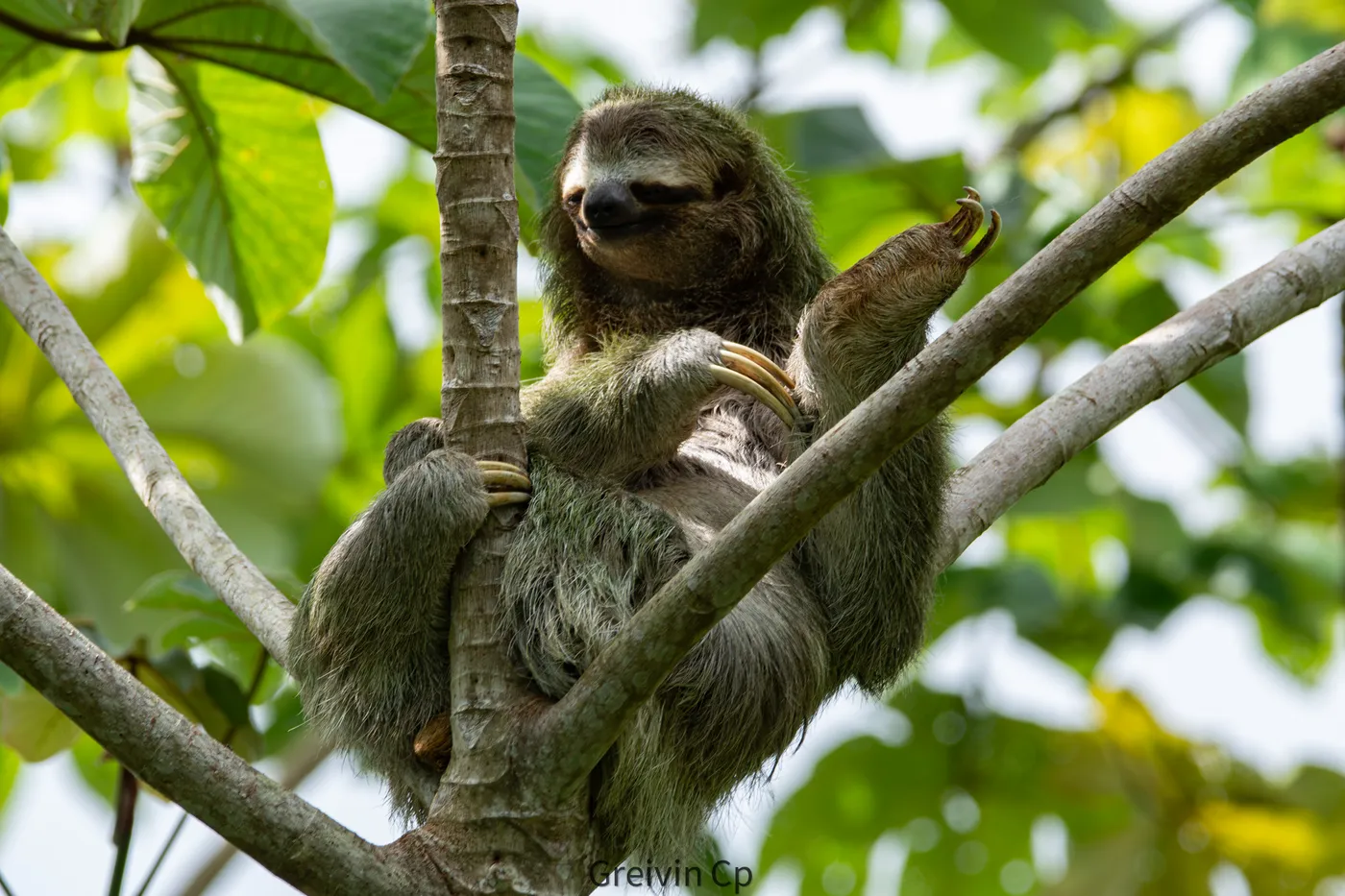 Fauna del Parque Nacional Corcovado, Costa Rica