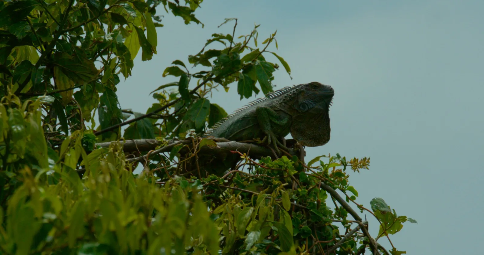 Iguana tomando sol en la copa de un árbol en Costa Rica