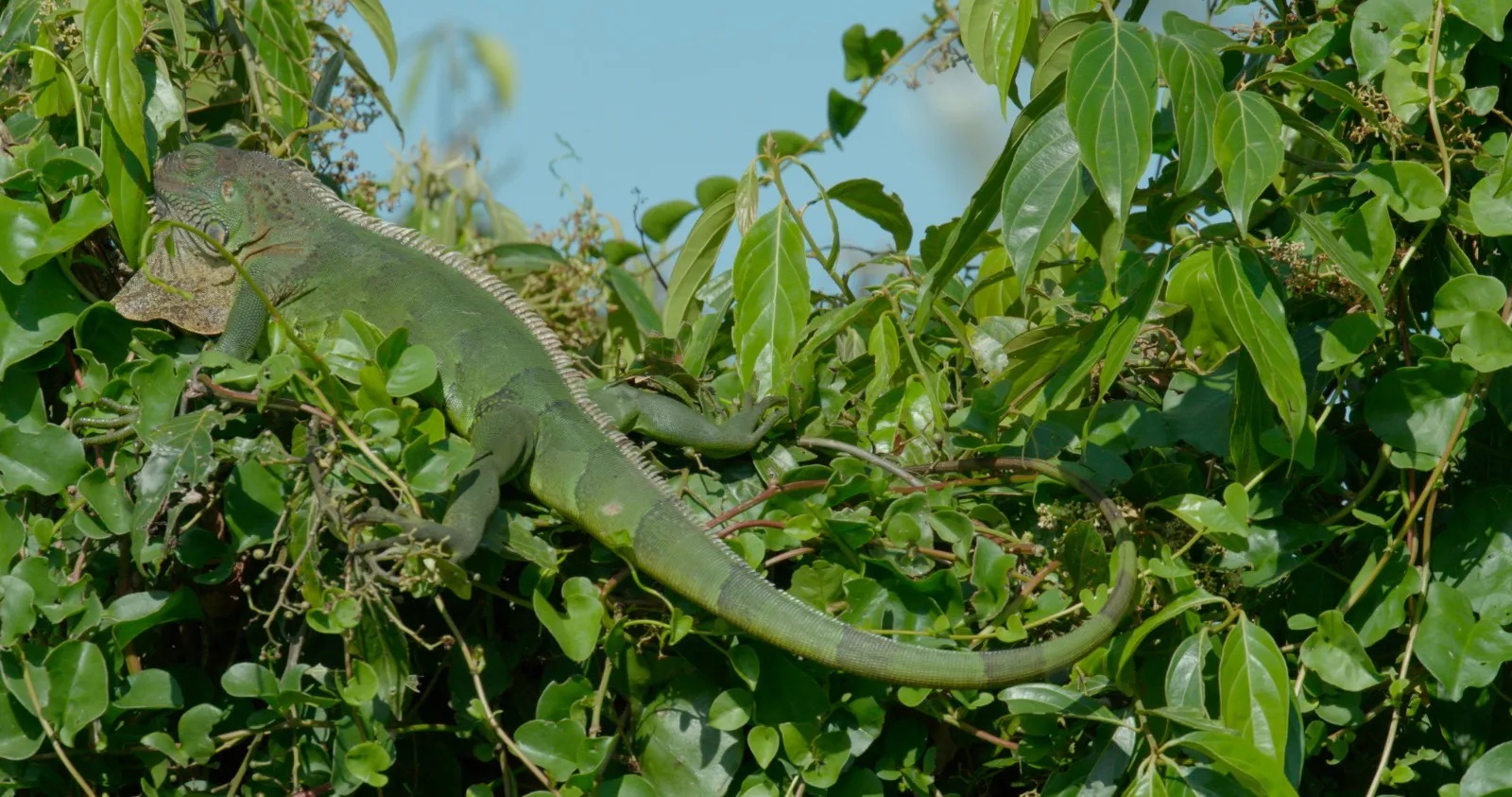 Iguana verde sobre las ramas de un árbol en Costa Rica