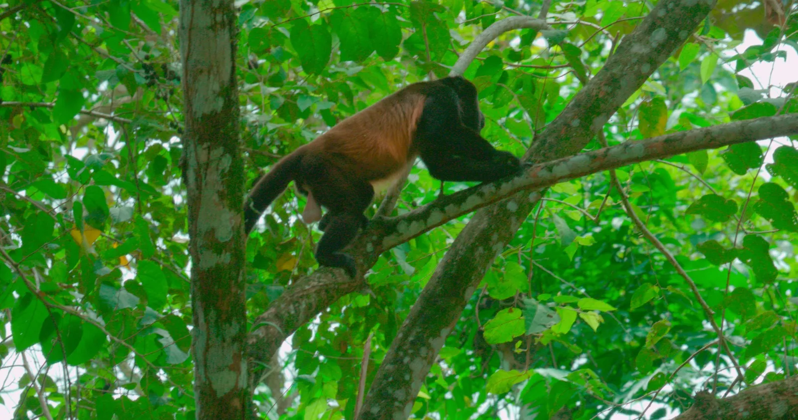 Mono congo descansando en un árbol de la selva de Costa Rica
