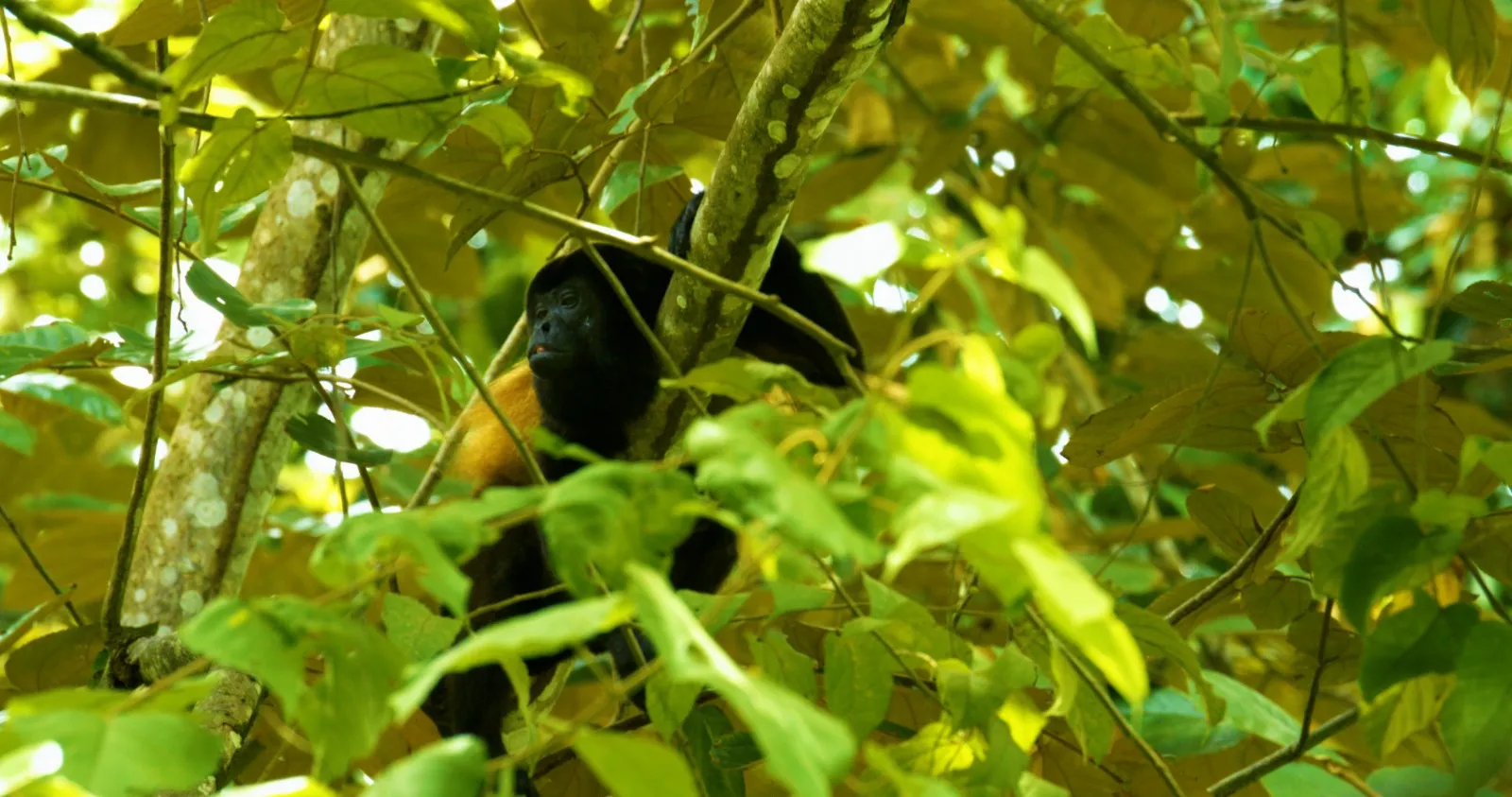 Mono congo entre el follaje de la selva de Costa Rica