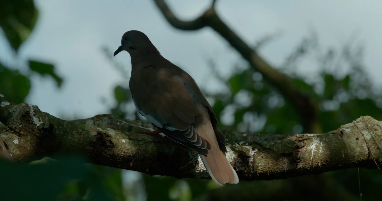 Paloma posada en una rama en la selva de Costa Rica