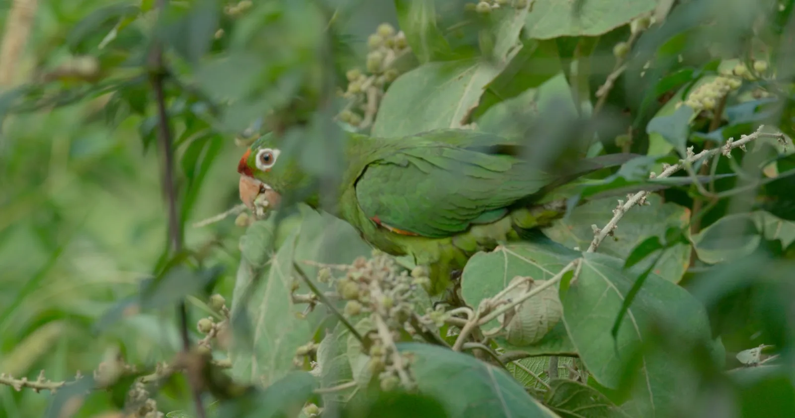 Perico verde entre las hojas en Costa Rica