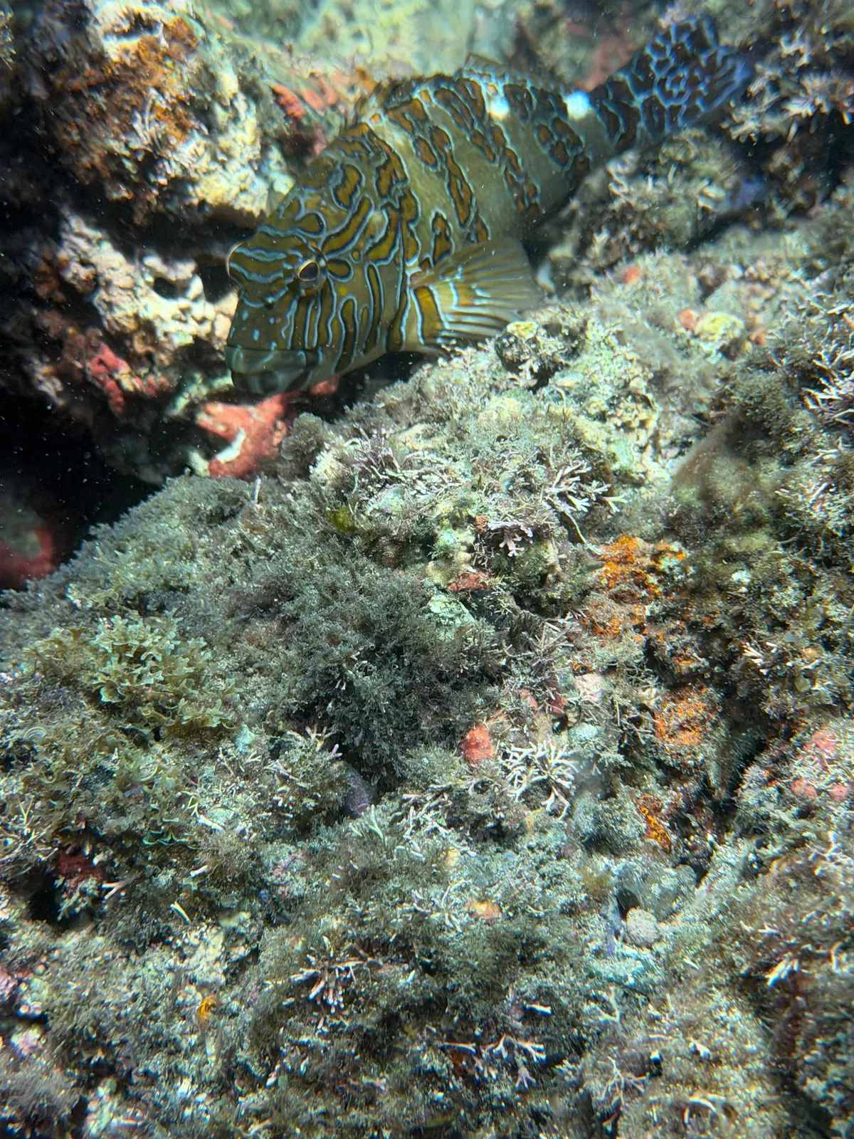 Vida marina y coral en el Pacífico Sur de Costa Rica