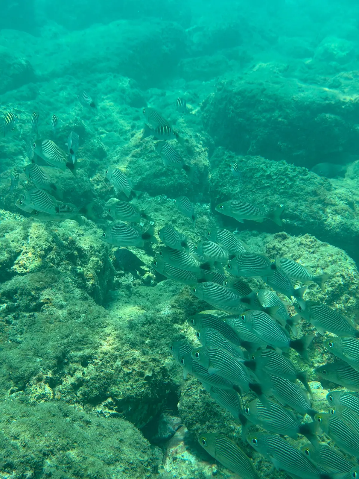 Snorkel entre peces en las aguas cristalinas de la Costa Ballena