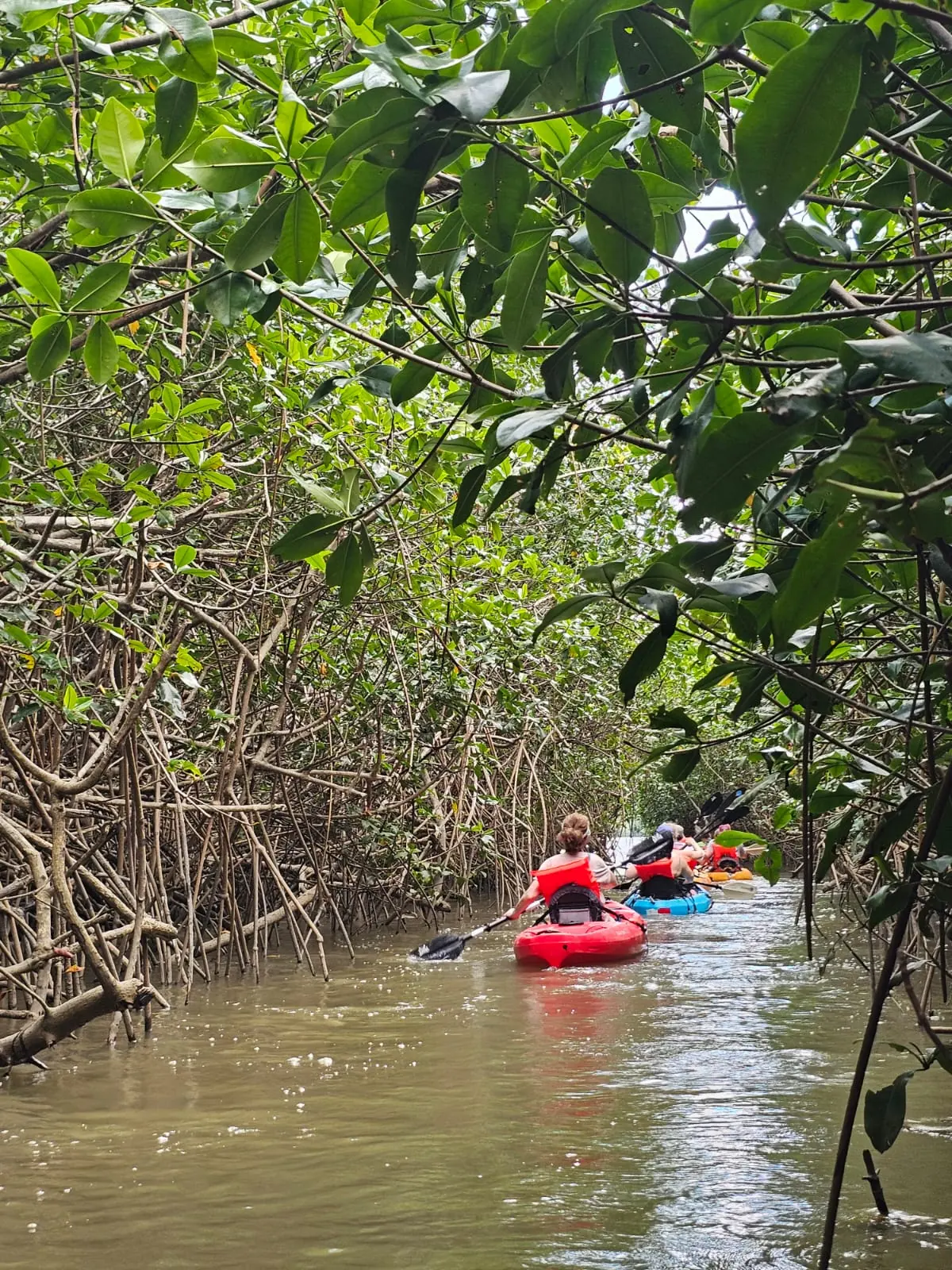 Tour de kayak entre los manglares de Uvita
