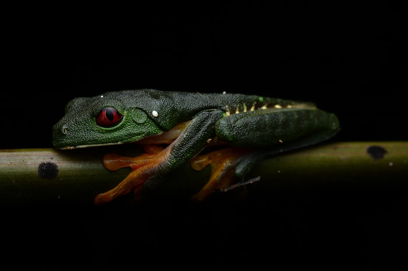 Rana de ojos rojos en un tour nocturno en Uvita, Costa Rica