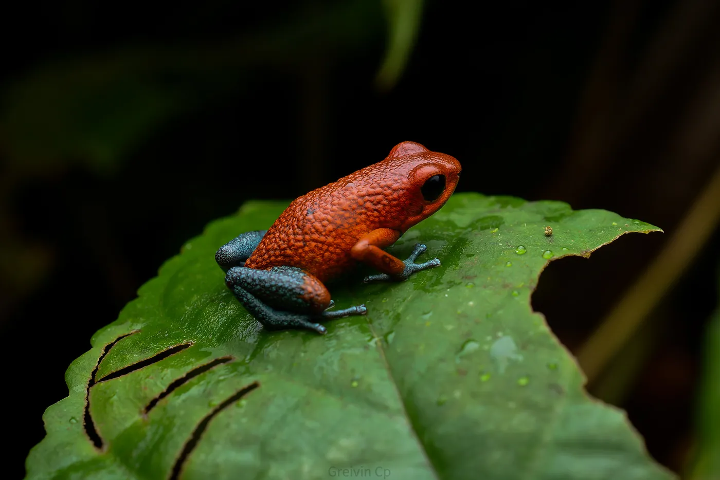 Fauna nocturna en la selva de Uvita, Costa Rica