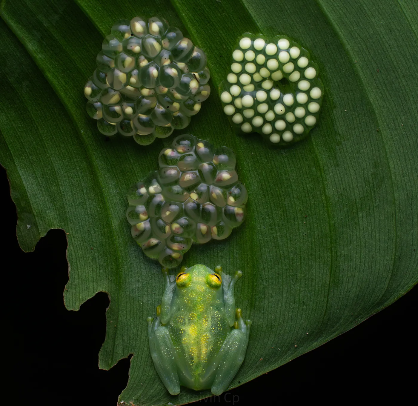 Fauna nocturna en la selva de Uvita, Costa Rica