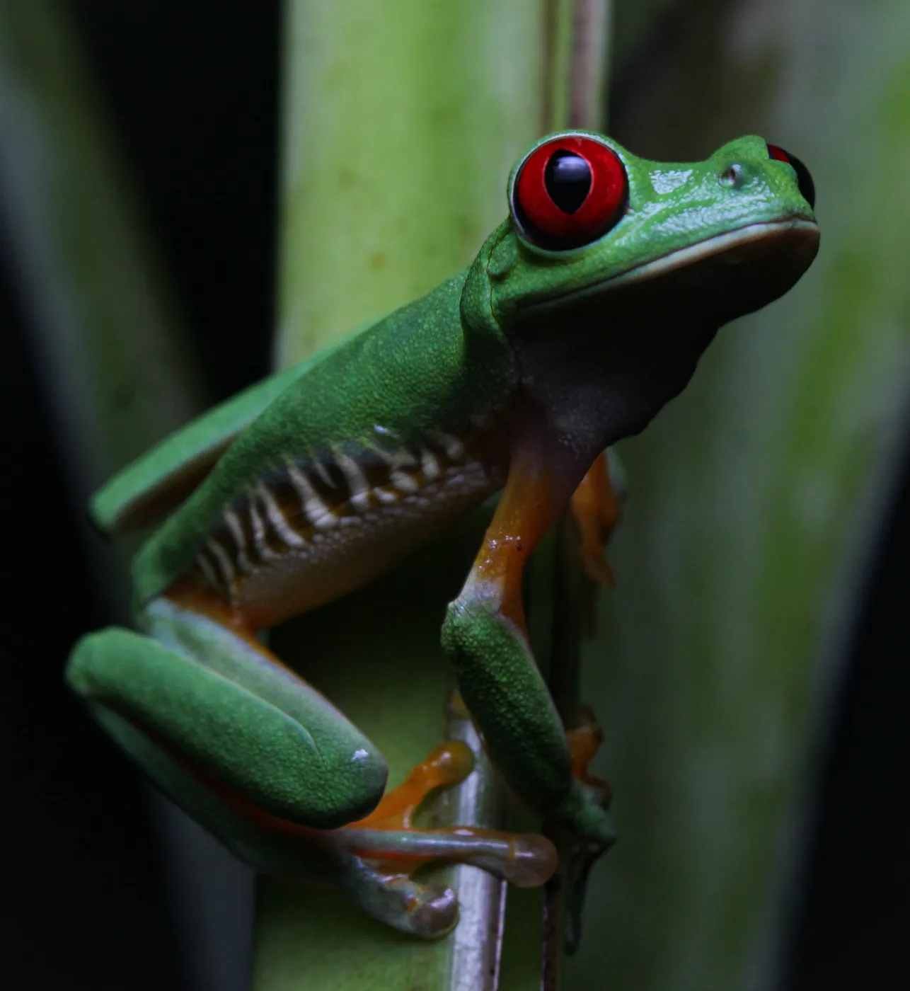 Fauna nocturna en la selva de Uvita, Costa Rica