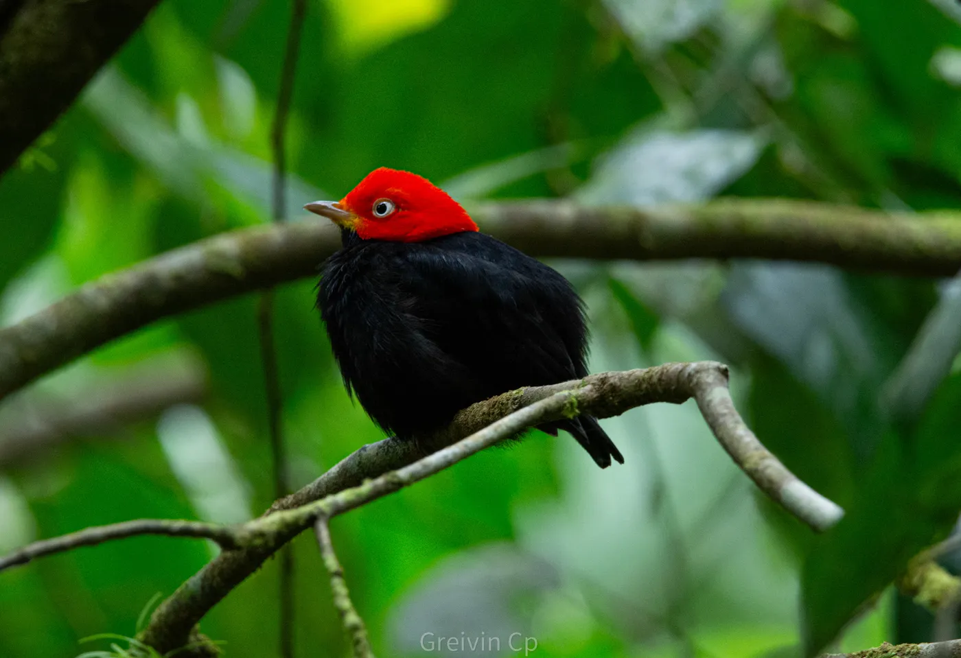Observación de aves en Uvita, Costa Rica