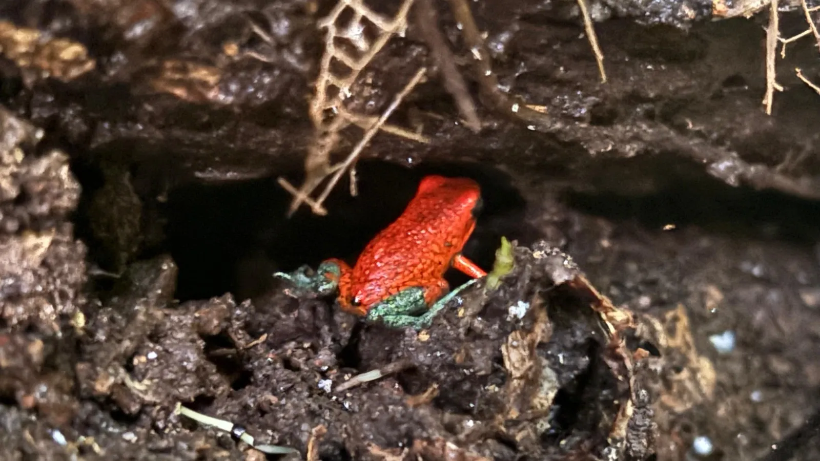 Rana venenosa roja en la selva de Uvita, Costa Rica