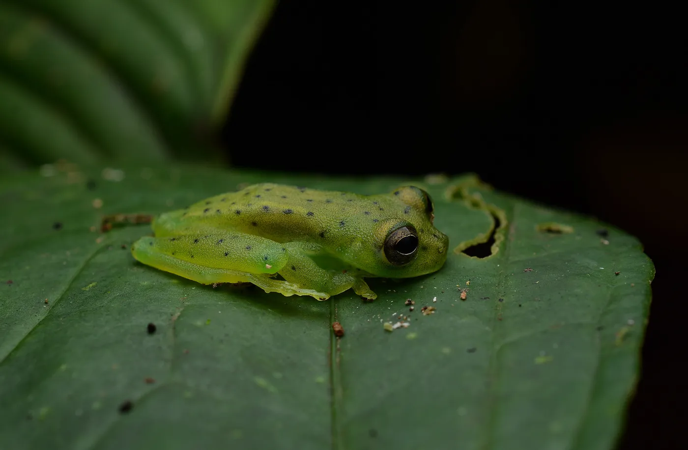 Fauna nocturna en la selva de Uvita, Costa Rica