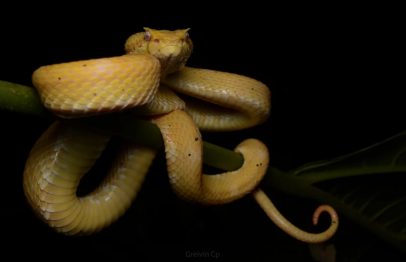 Fauna nocturna en la selva de Uvita, Costa Rica