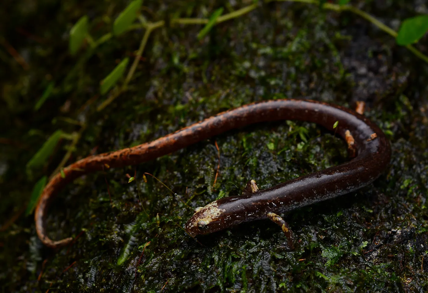 Fauna nocturna en la selva de Uvita, Costa Rica