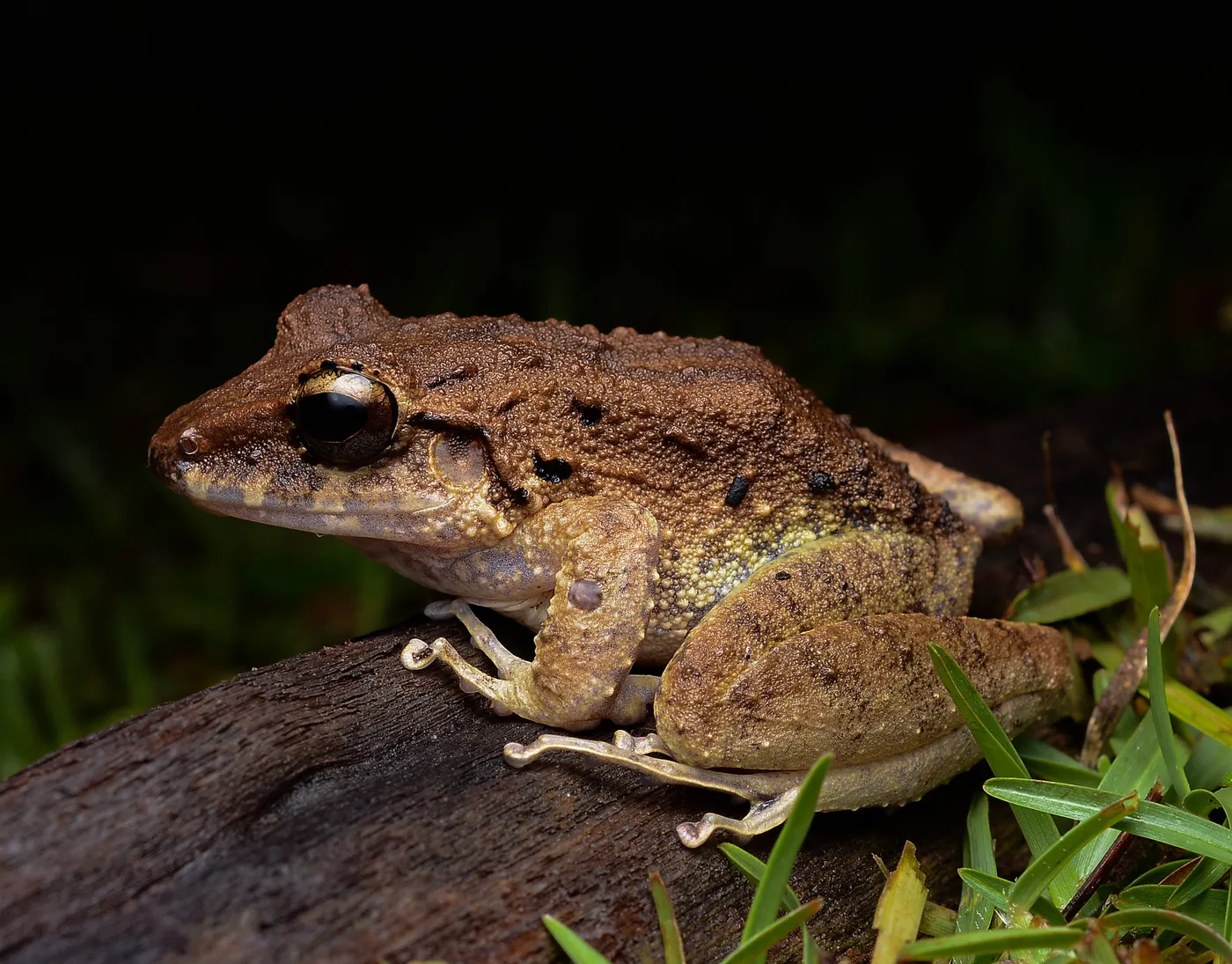 Fauna nocturna en la selva de Uvita, Costa Rica