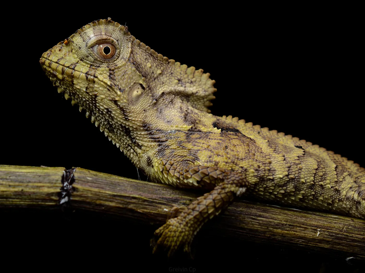Fauna nocturna en la selva de Uvita, Costa Rica