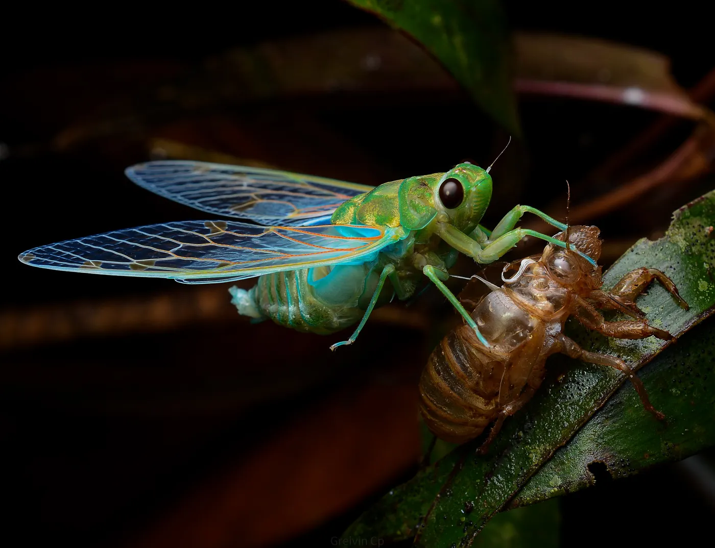 Fauna nocturna en la selva de Uvita, Costa Rica