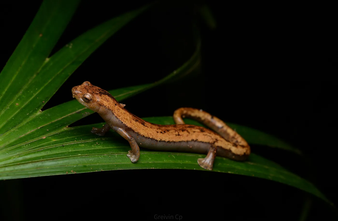 Fauna nocturna en la selva de Uvita, Costa Rica