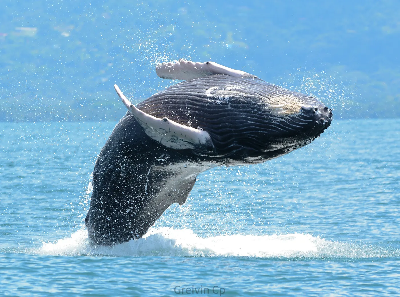 Avistamiento de ballenas jorobadas en Uvita