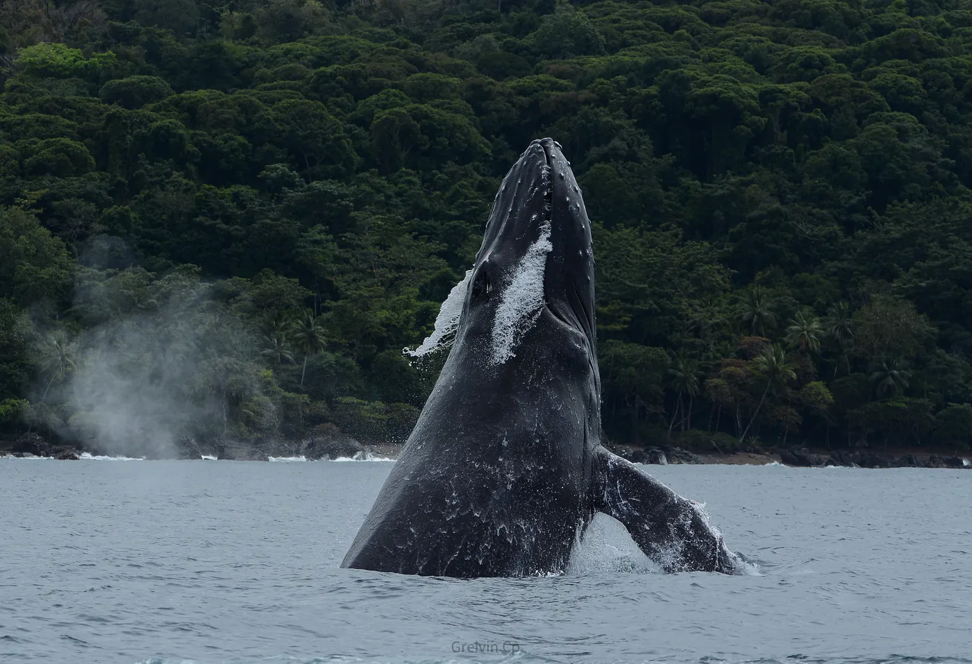 Avistamiento de ballenas jorobadas en Uvita, Costa Rica