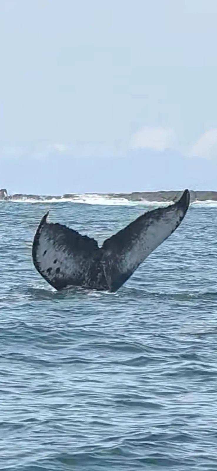 Cola de ballena jorobada frente a la Costa Ballena, Uvita