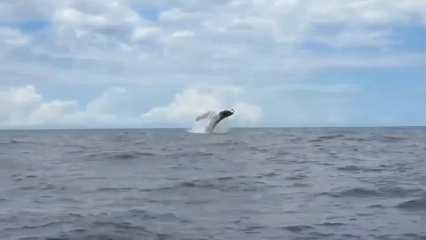 Ballena jorobada saltando en el mar de Uvita, Costa Rica